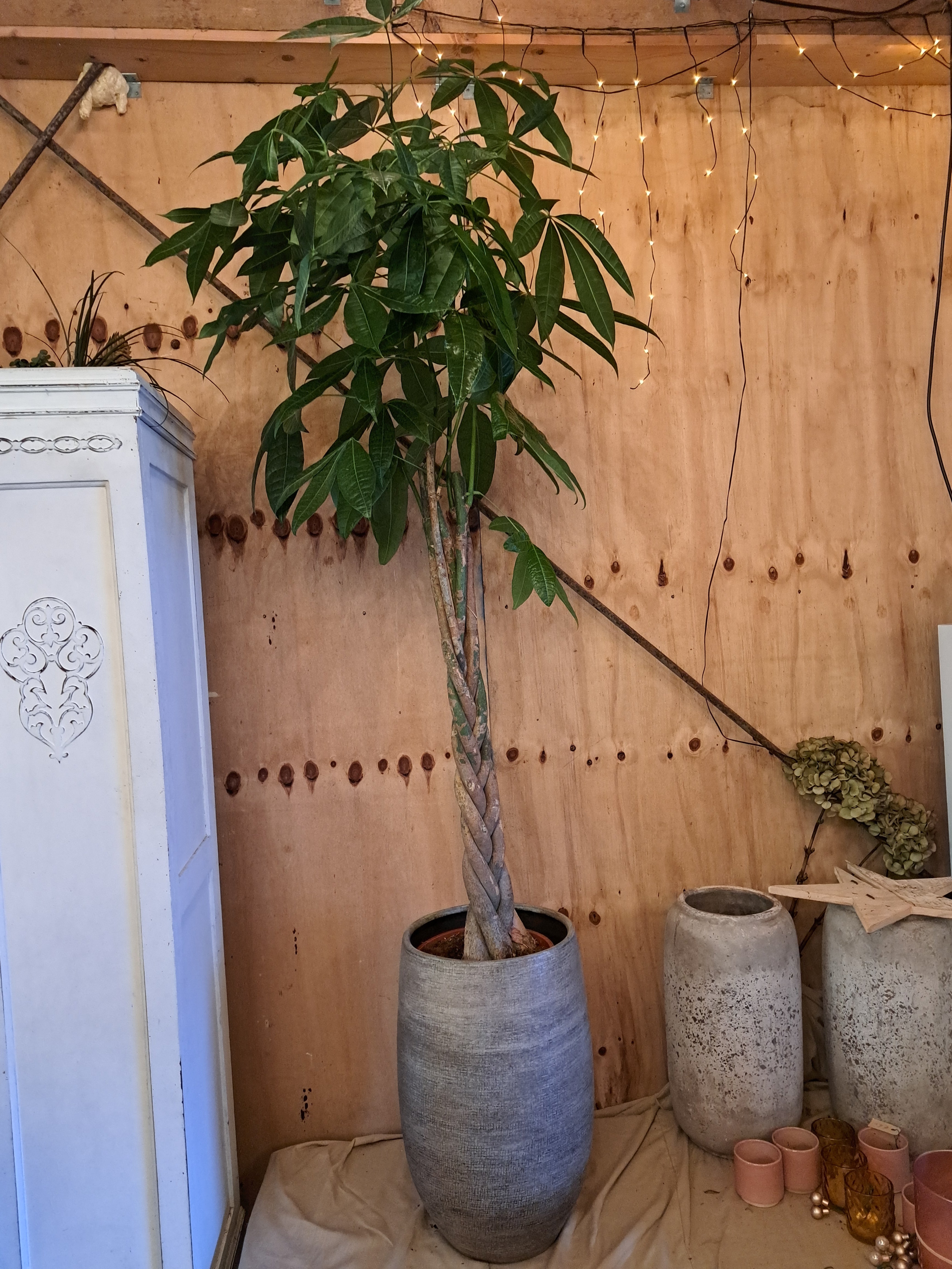 Pachira met gevlochten stam in sierpot