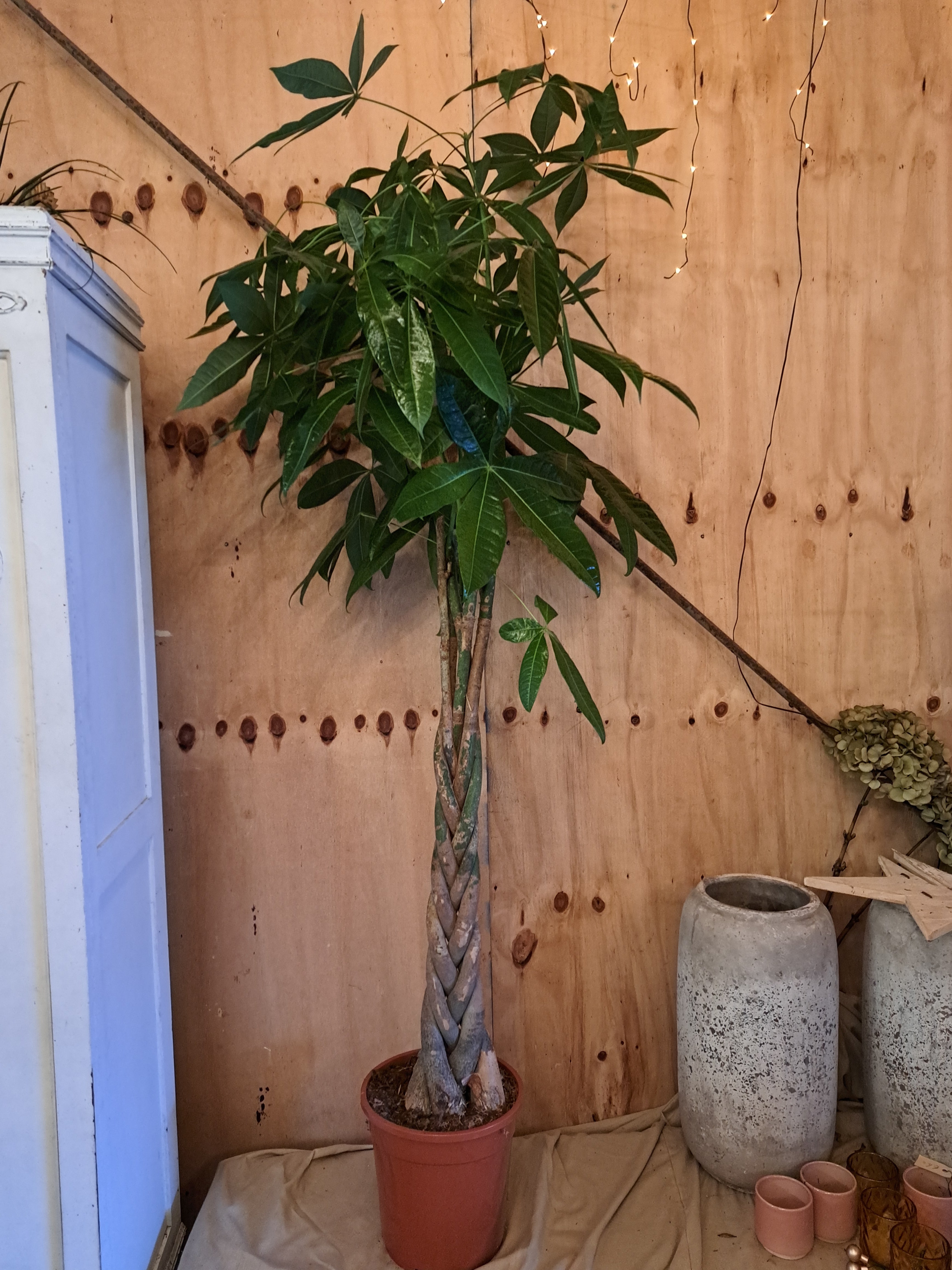 Pachira met gevlochten stam