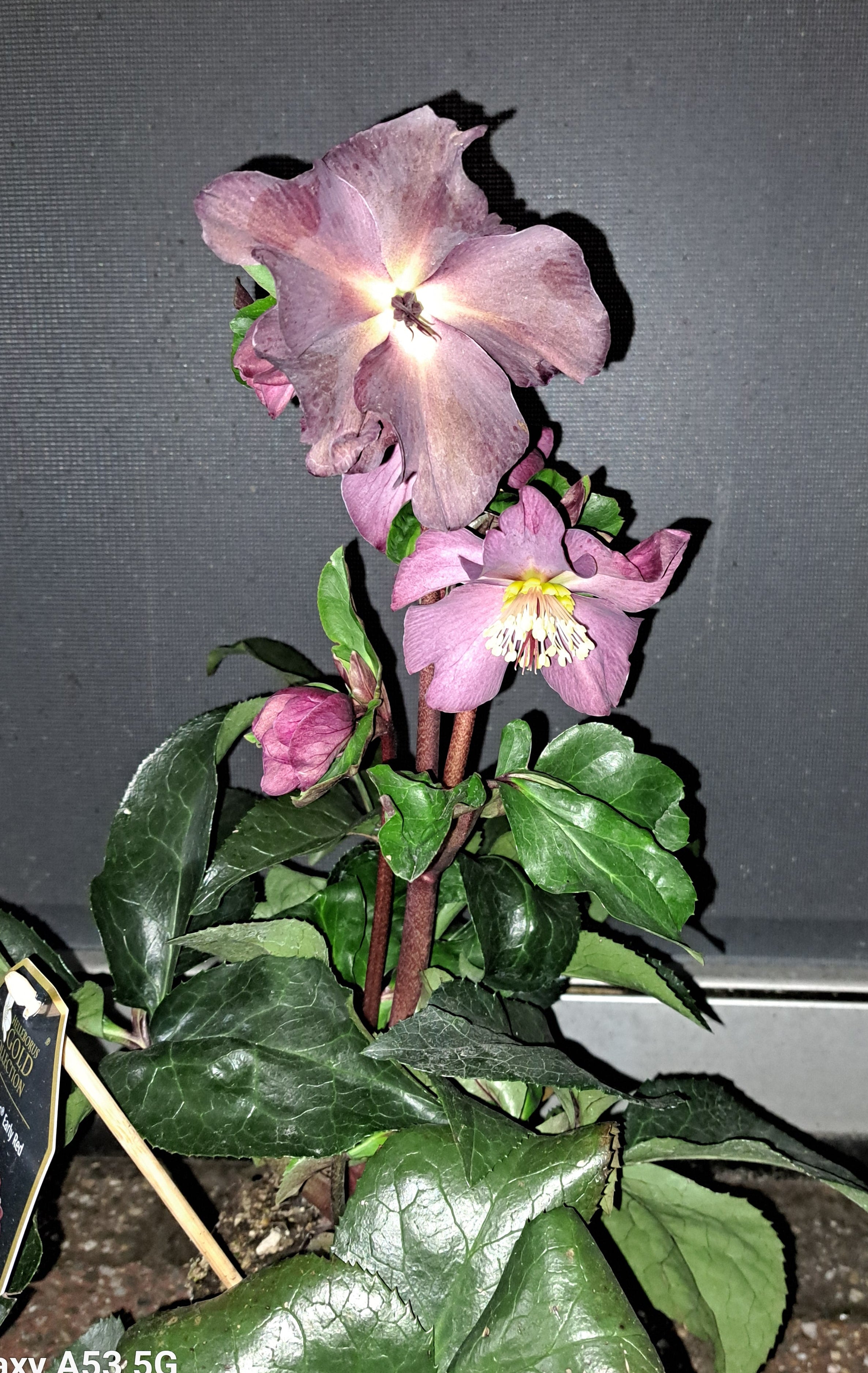 Donker rode helleborus
