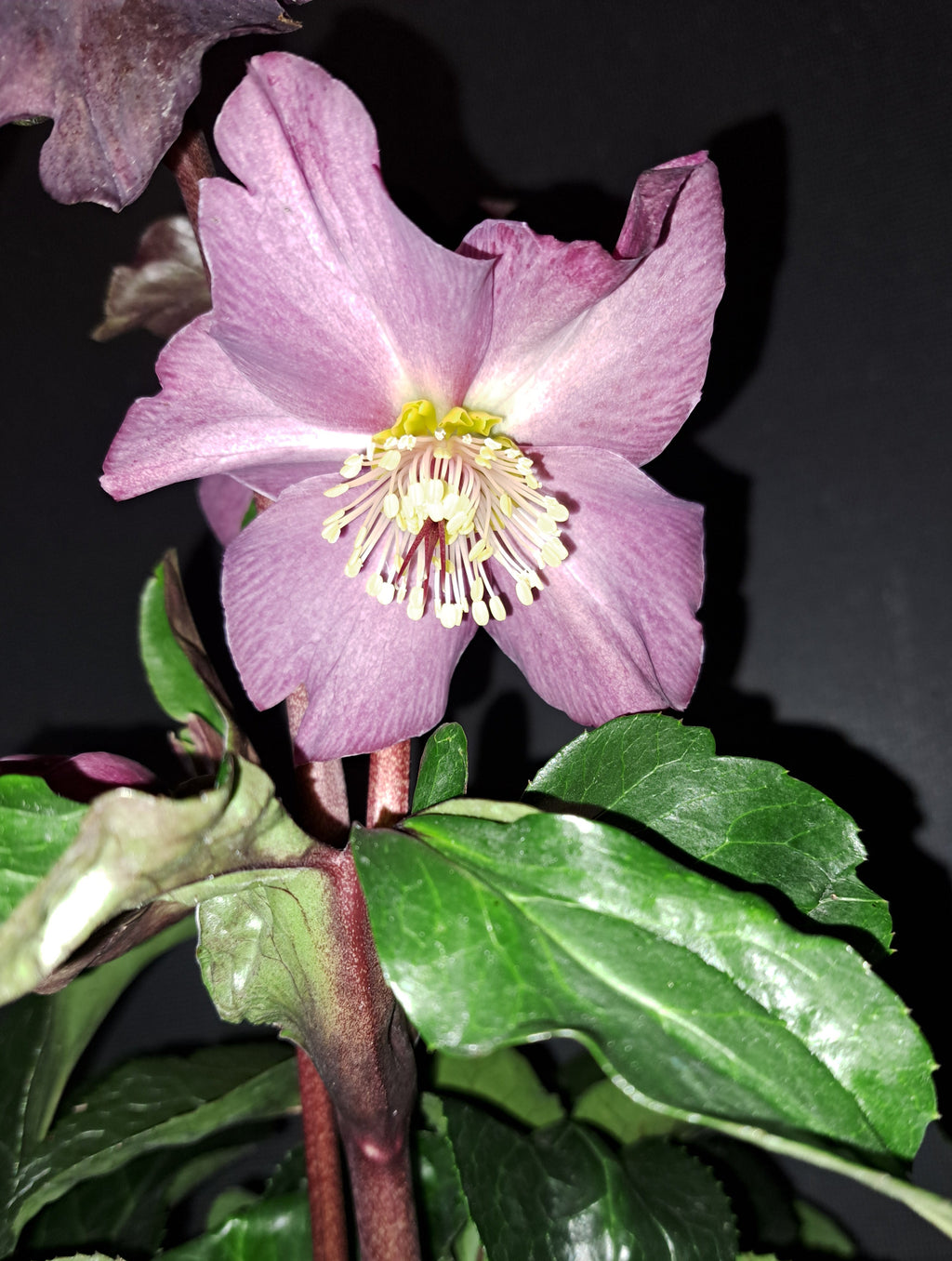 Donker rode helleborus